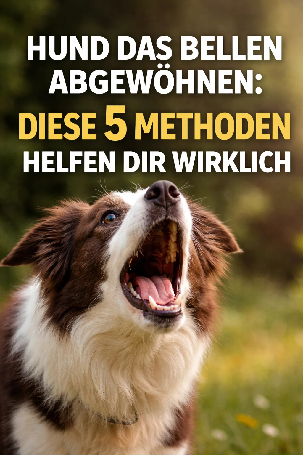 Hund das Bellen abgewöhnen - diese Möglichkeiten hast du