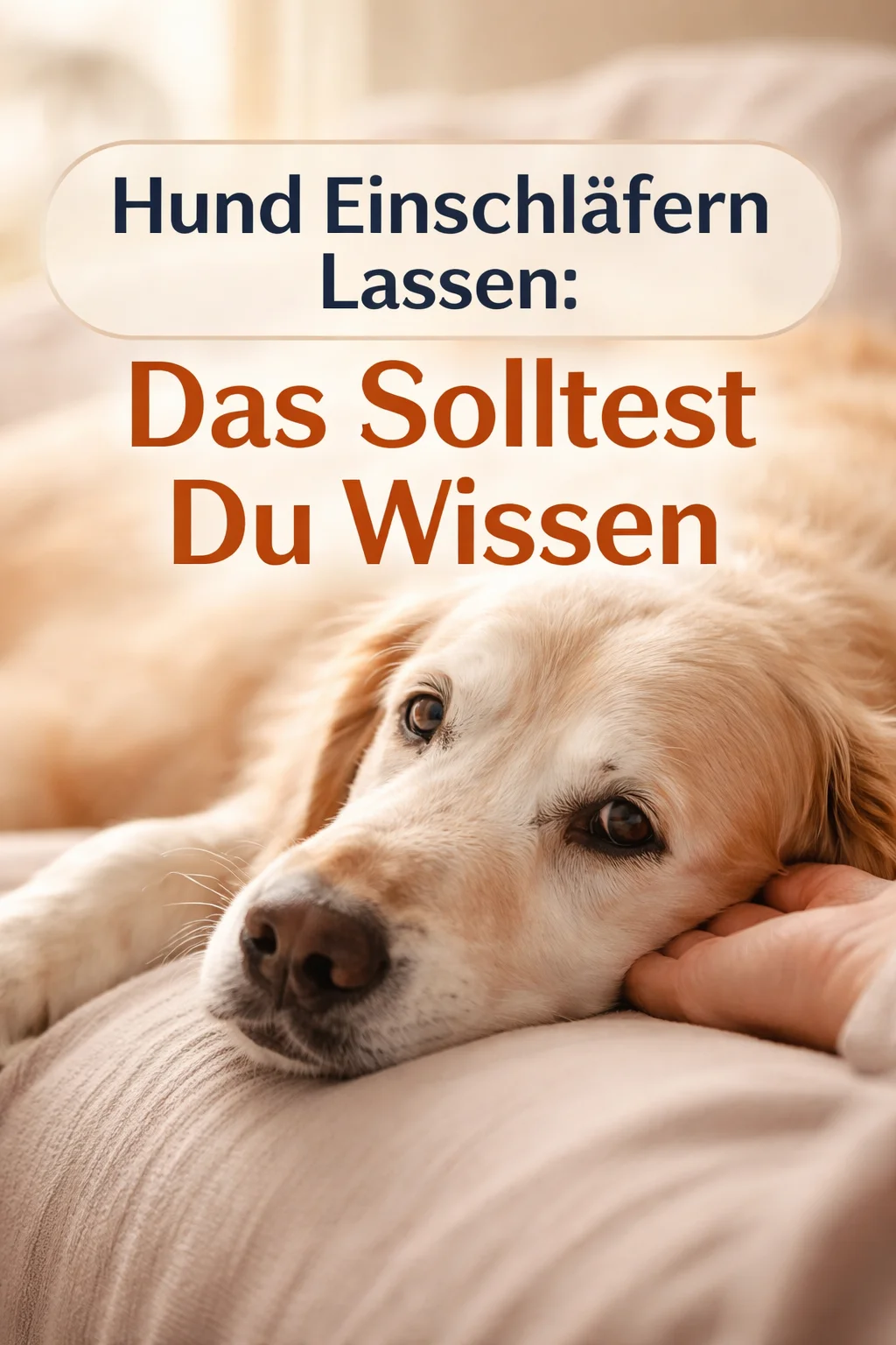 Hund einschläfern lassen: Zeitpunkt und Ablauf
