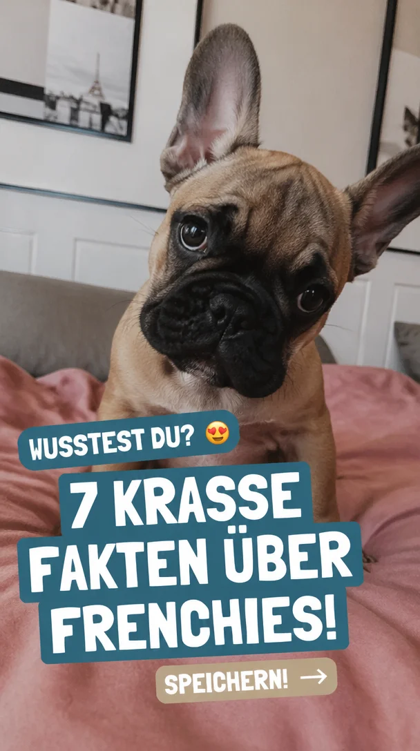 Surprising French Bulldog Facts You Probably Didn’t Know