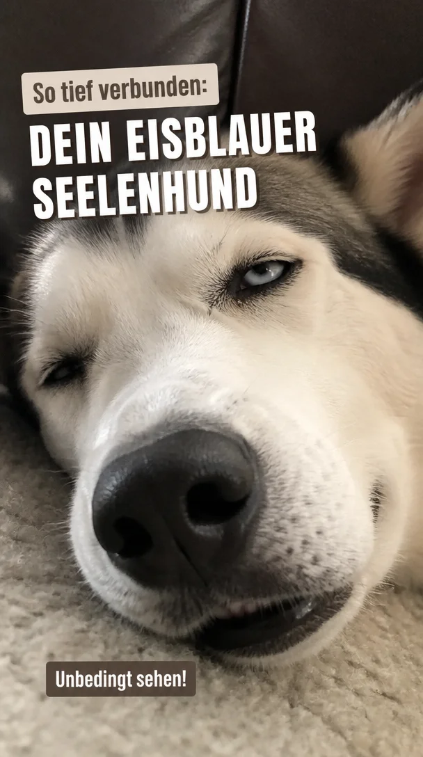 The Ultimate Guide to Blue-Eyed Dogs: Finding Your Ice-Blue Soulmate