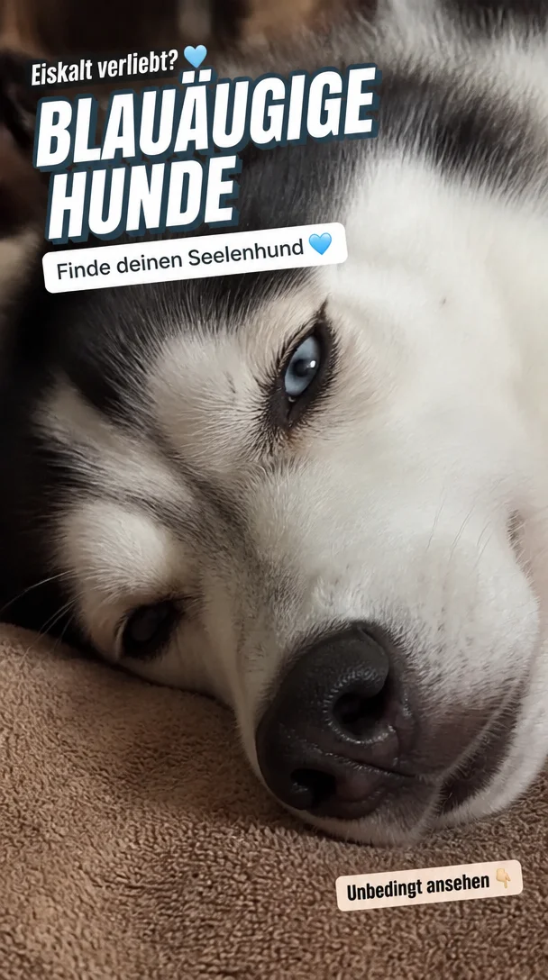 Blue-Eyed Dogs: Find Your Ice-Blue Soulmate—A German-Heart Guide