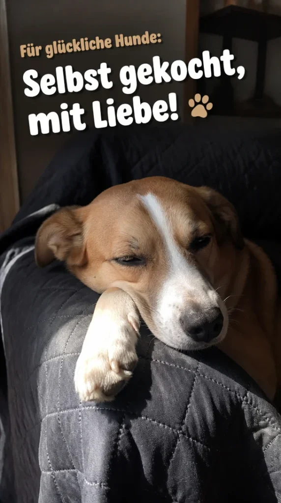 Gesundes hausgemachtes Hundefutter für glückliche Hunde
