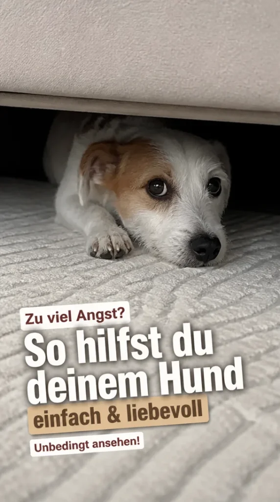Ein Hund mit Angst beruhigen: Tipps und Methoden für Hundeangst.