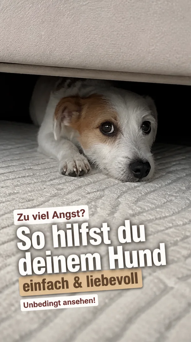 The Anxiety Blueprint: How to Understand and Help Your Fearful Dog