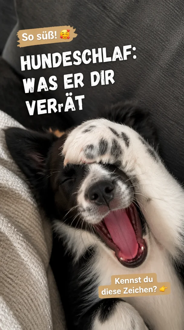 Discover 5 Dog Sleeping Positions and What They Mean for Germans