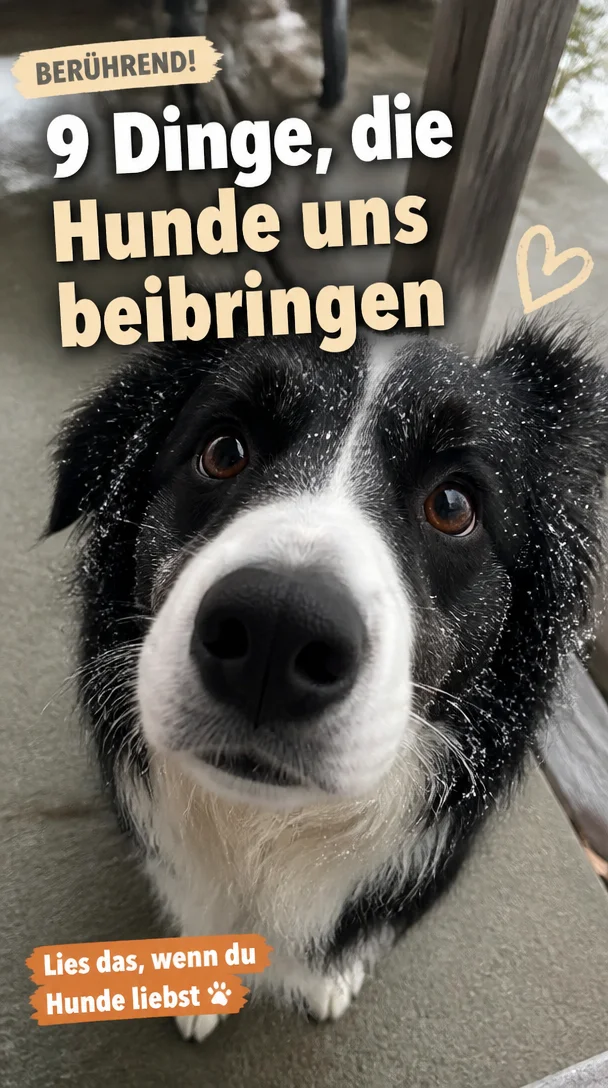 9 Lebenslektionen, die Hunde uns beibringen, ohne ein Wort zu sagen