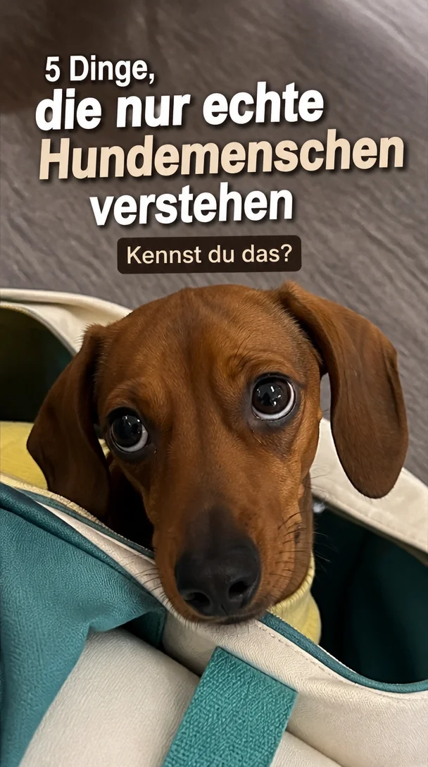 POV: You’re a Dog Person (And these 5 "True" Stereotypes are your Personality)