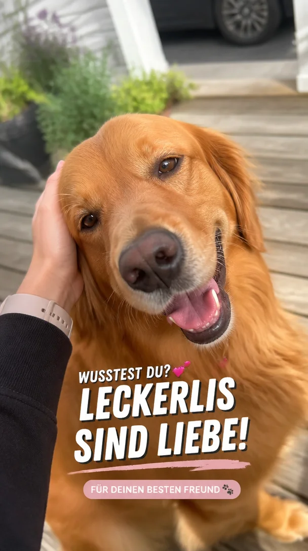 Is Your Dog Saying 'I Love You'? Leckerlis