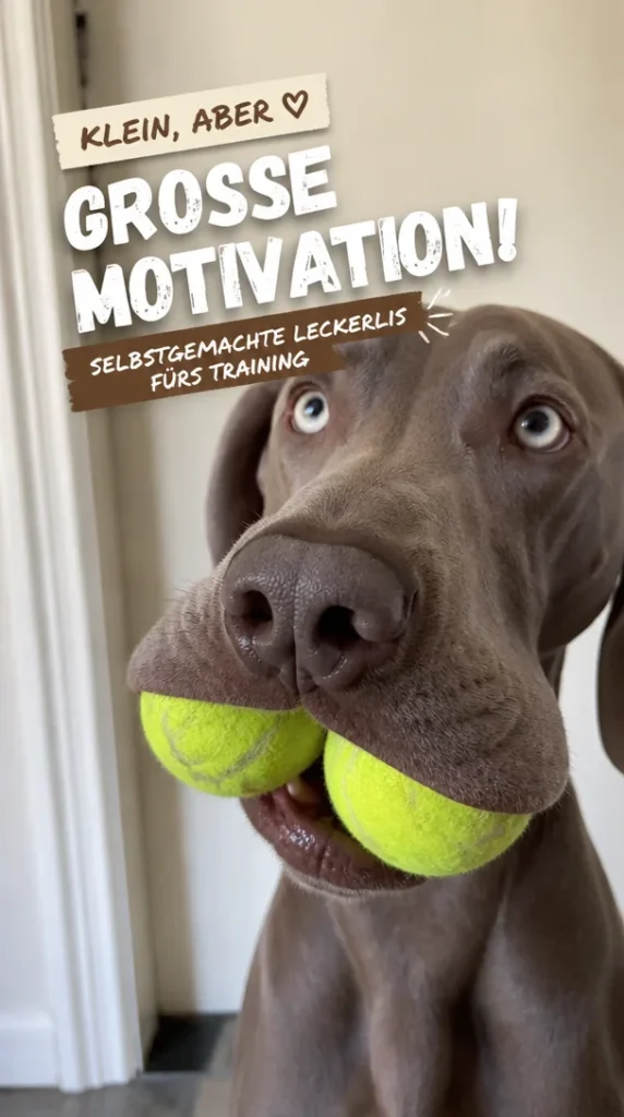 Selbstgemachte Leckerlis fürs Hundetraining als Belohnung und Motivation