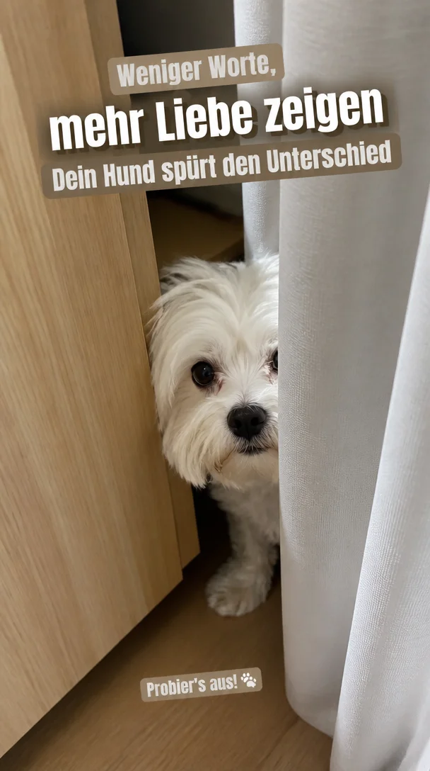 Stop Saying “I Love You” — Do This Instead for Your Dog