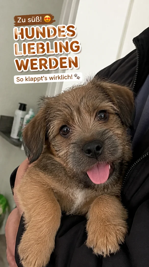 Wie wählen Hunde ihre Lieblingsperson?
