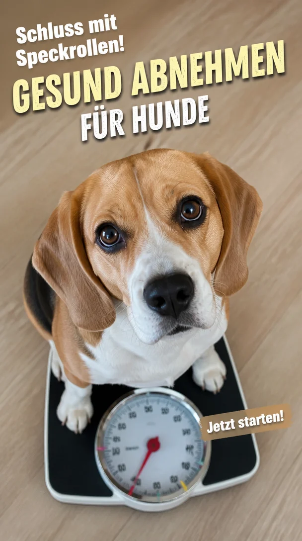 The Fit Dog Blueprint: A Science-Backed Plan for Canine Weight Loss